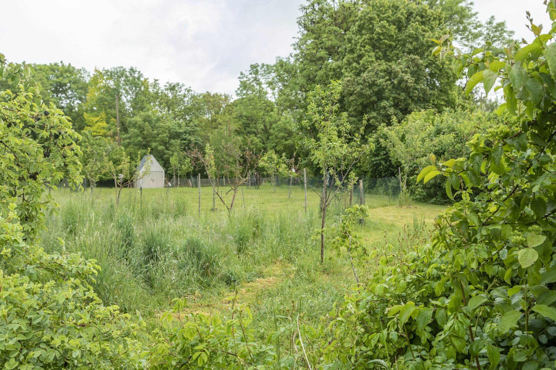 Wilde Blumenwiese mit jungen Obstbäumen und einer kleinen hellen Hütte am Waldrand