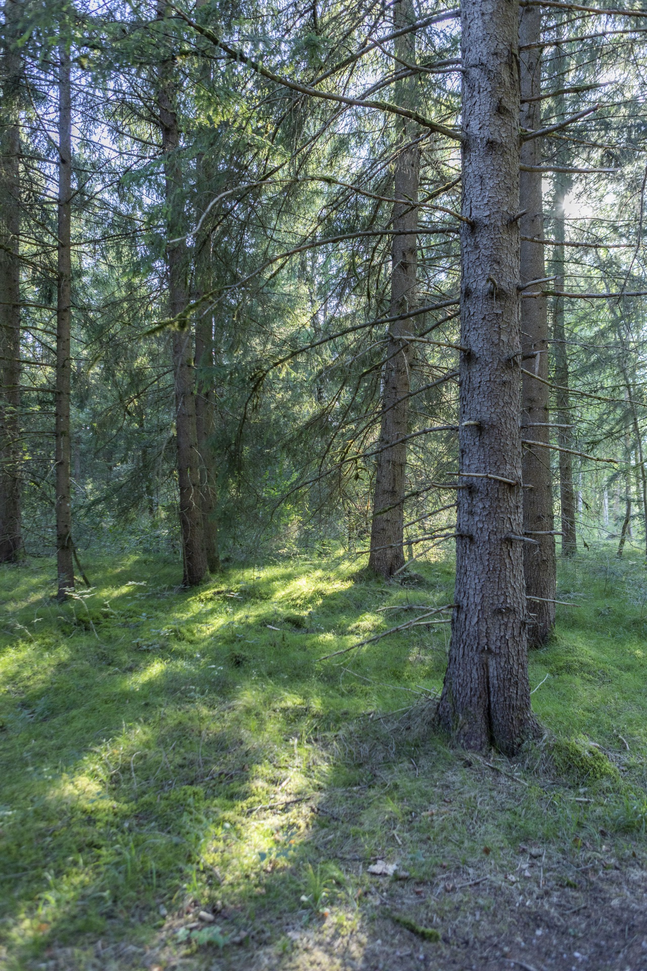 Sonnenflecken auf moosigem Waldboden zwischen hohen Fichten