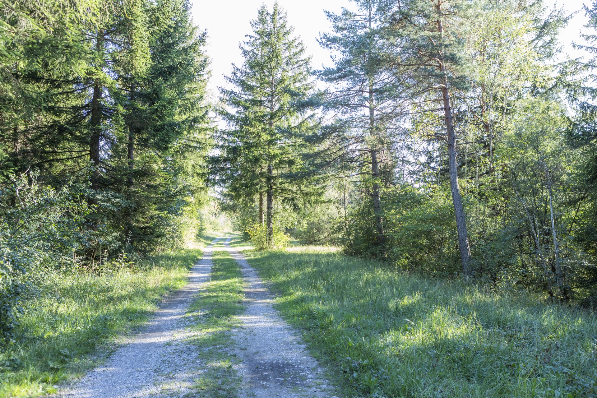 Schotterweg durch einen lichten Nadelwald