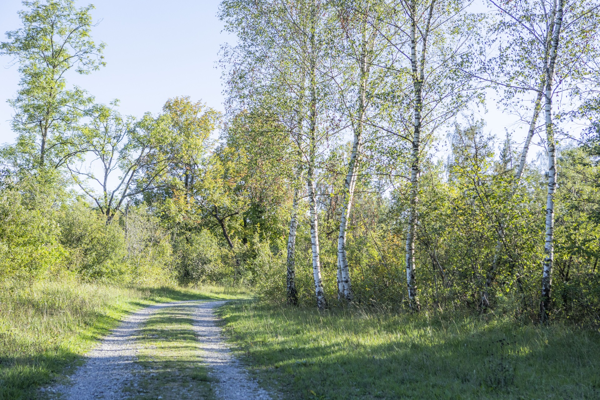 Feldweg an einer Reihe weißer Birken im Abendlicht