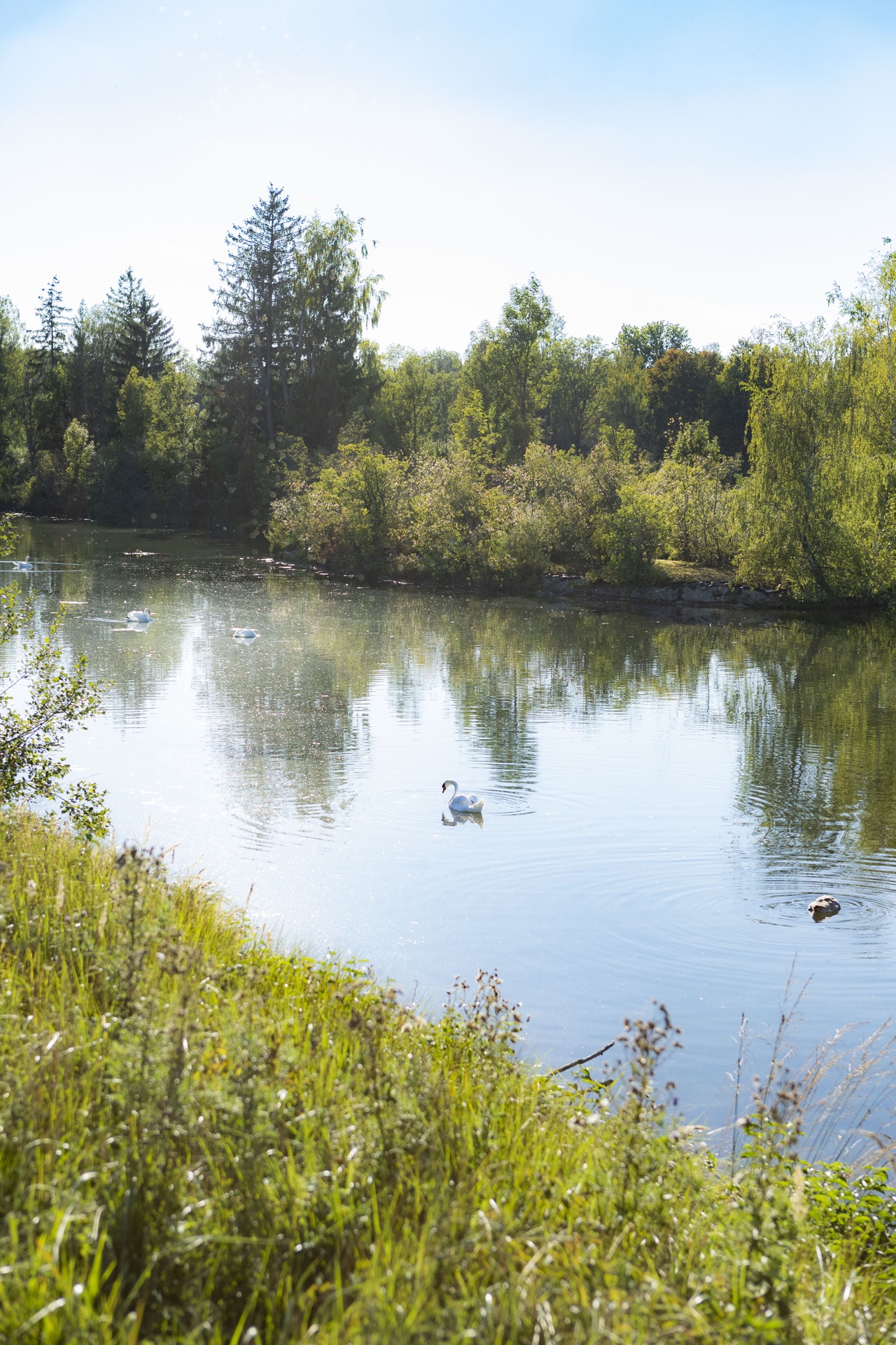 Weiher mit Schwänen und Enten, Gräser am Ufer im Vordergrund