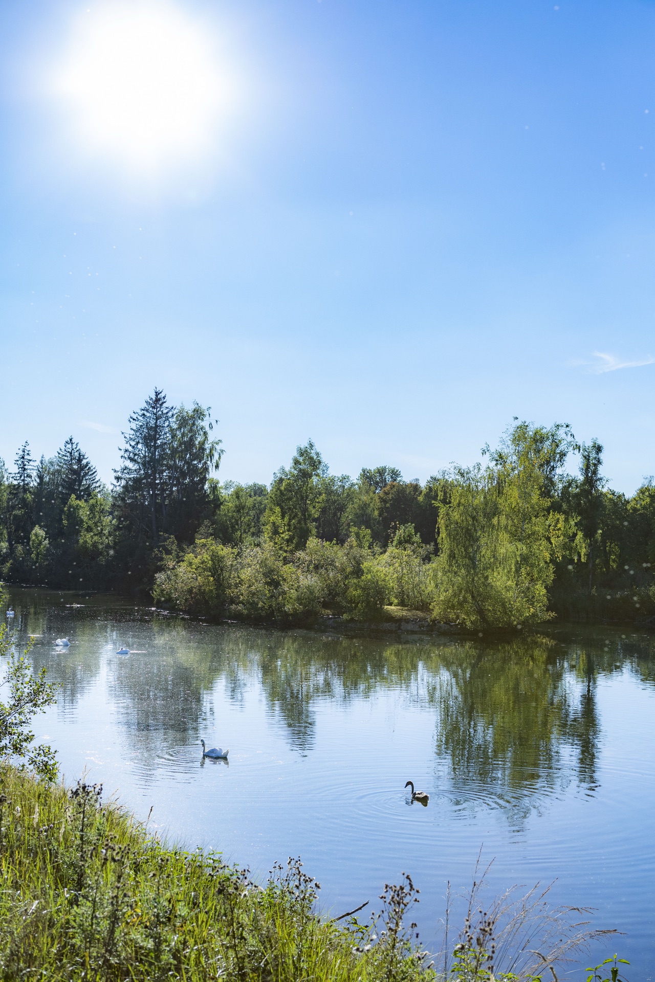 Sonne über einem stillen Weiher, auf dem ein Schwan und Enten schwimmen
