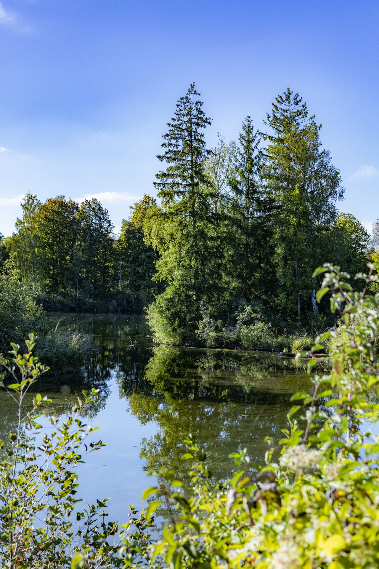 Hohe Fichten spiegeln sich im dunklen Wasser eines Waldweihers