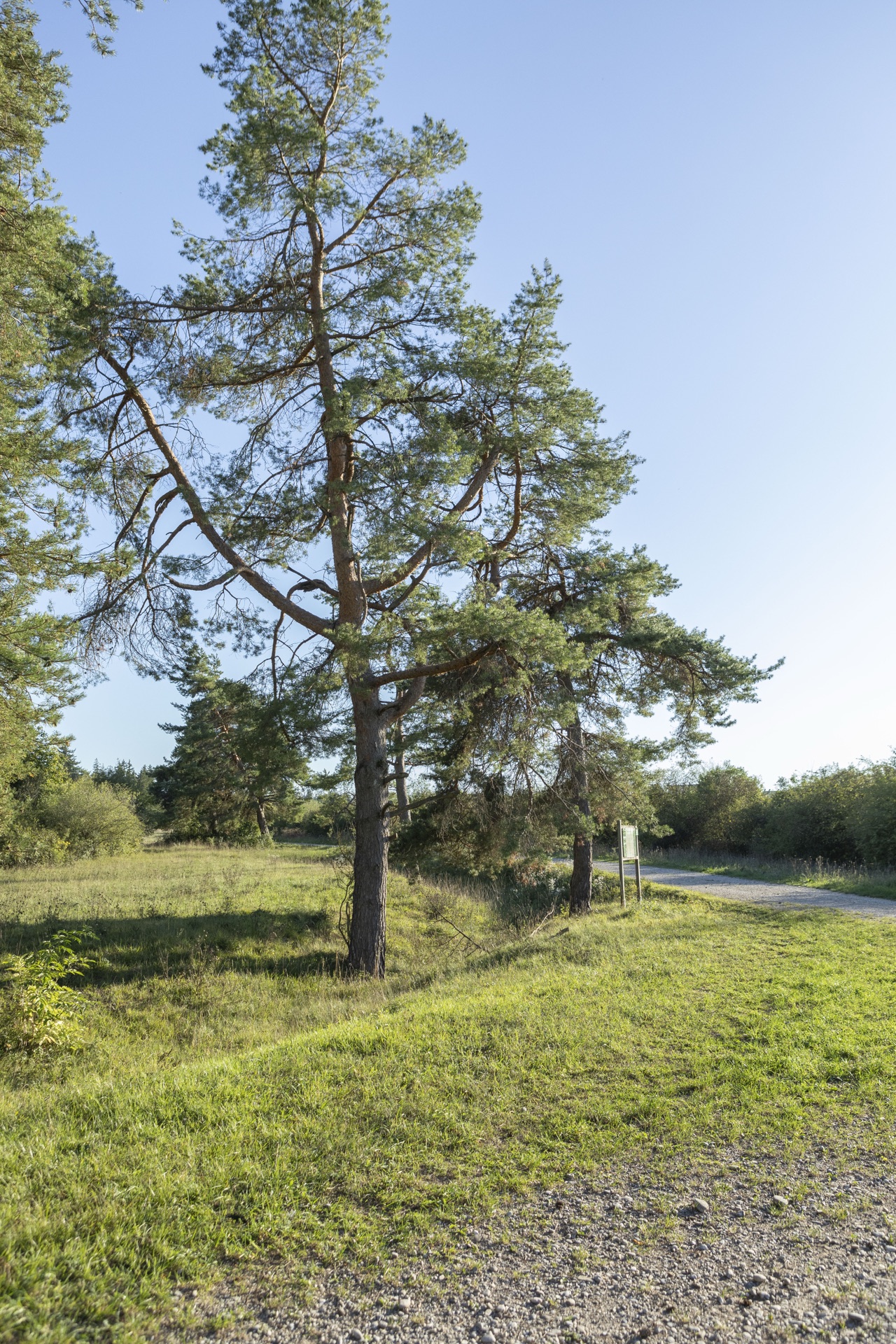 Hohe Kiefer an einem Wiesenweg im Abendlicht