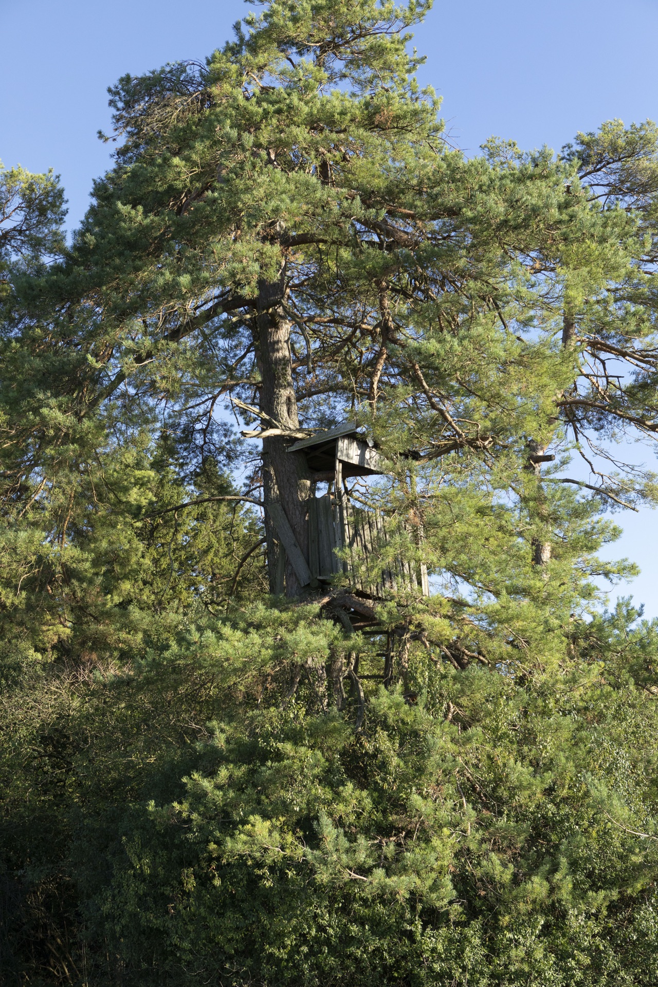 Hochsitz in einer großen Kiefer
