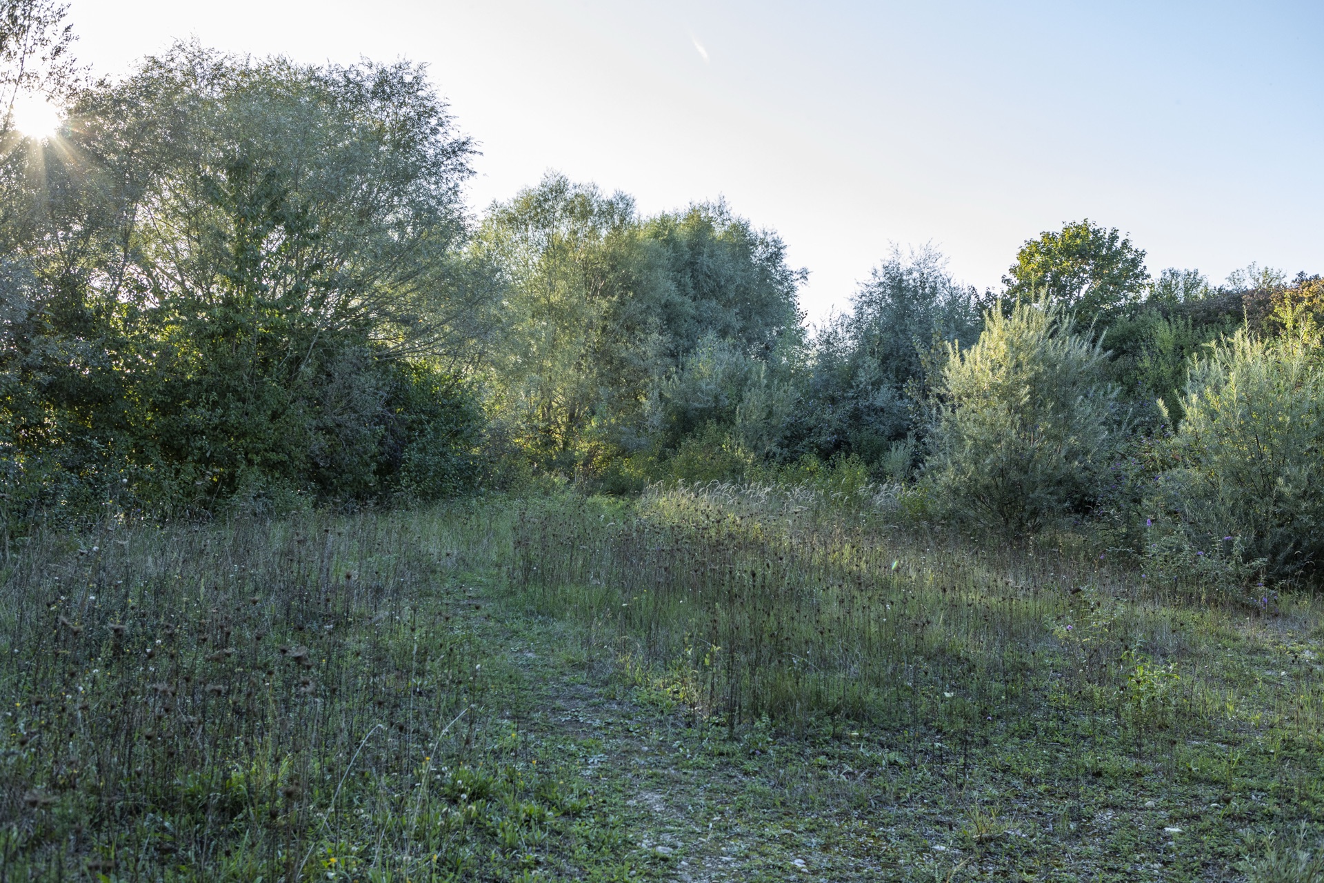 Wilde Wiese mit Weidengebüsch im Gegenlicht