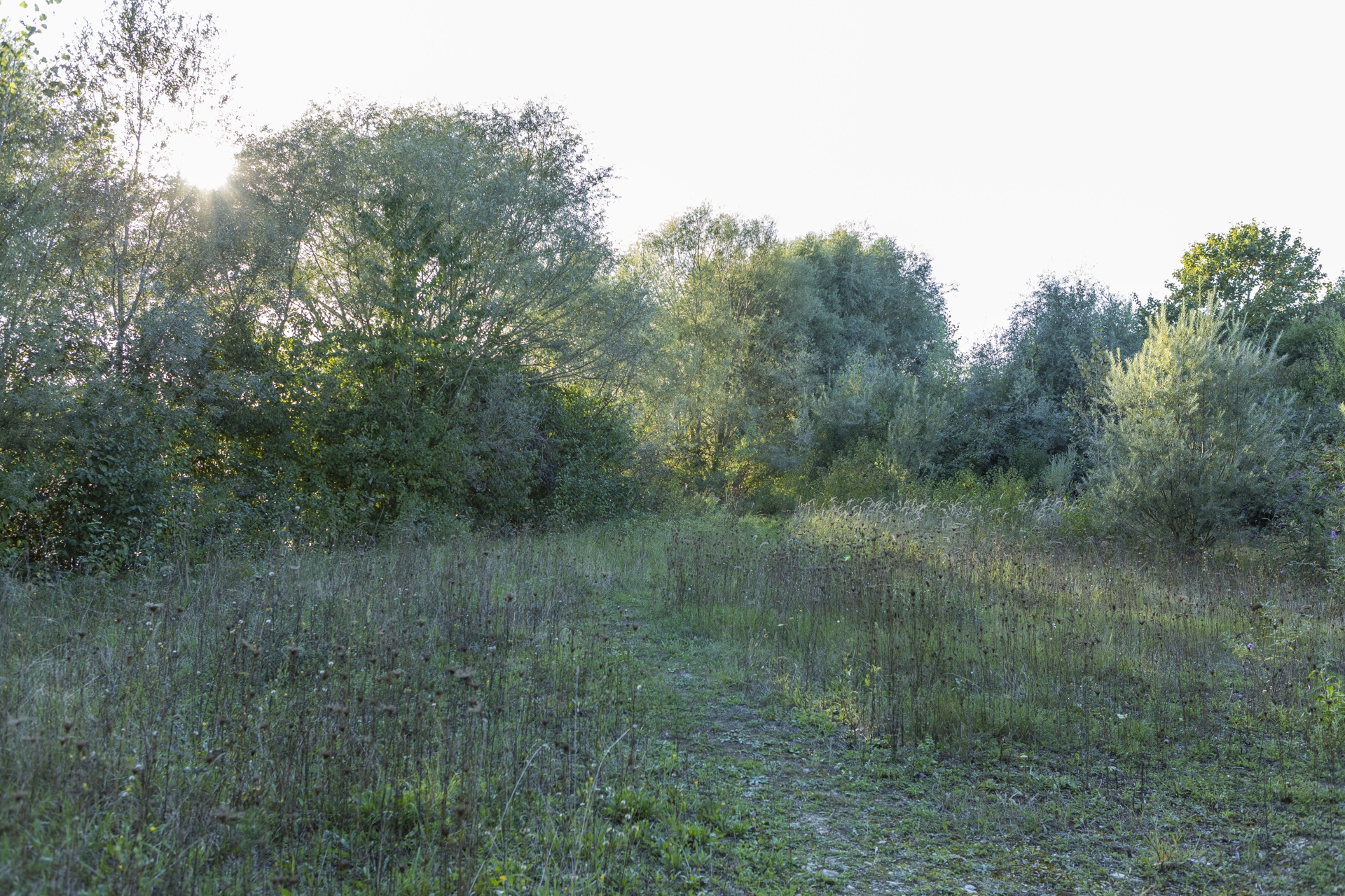 Verwilderte Lichtung mit Gräsern und Sträuchern im Abendlicht